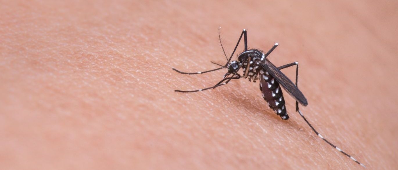 Brasil registra queda em casos de doenças transmitidas pelo ‘Aedes’