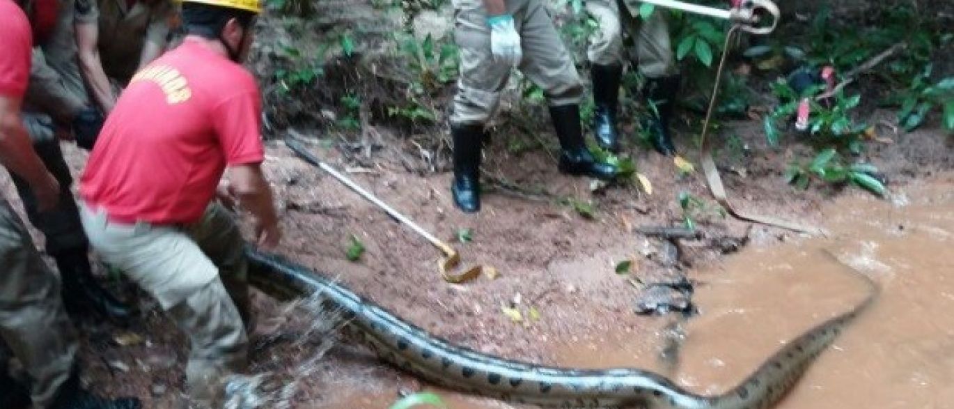 GO: moradores encontram sucuri de 6 metros em condomínio residencial