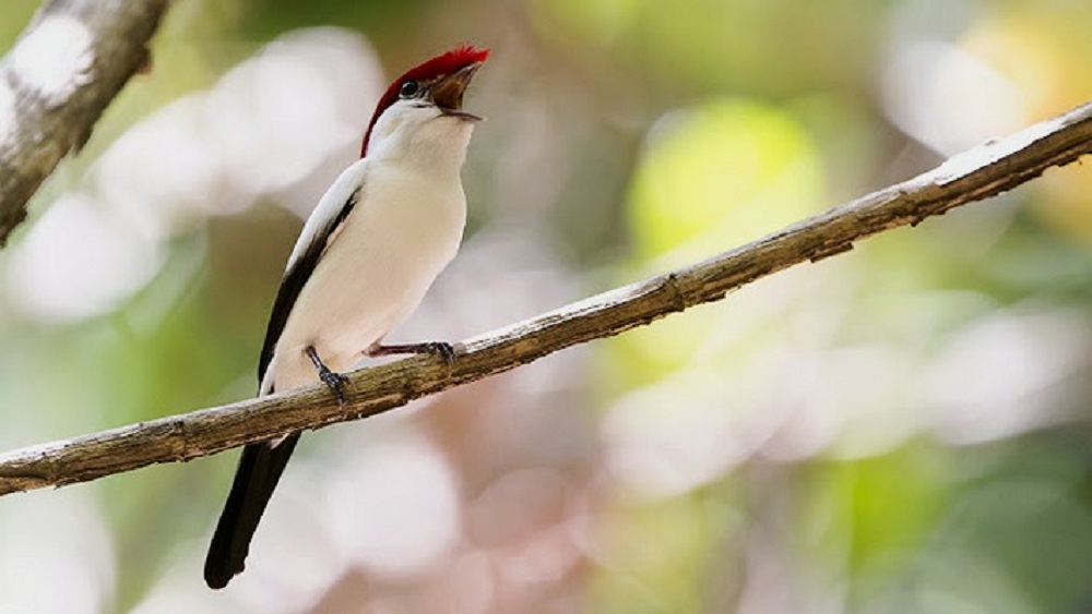 ONG revela, em sessão da Câmara, que o Soldadinho do Araripe está em extinção