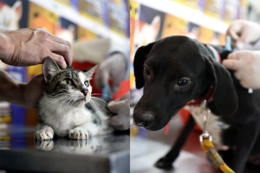 Animais domésticos poderão ser atendidos gratuitamente em Crato