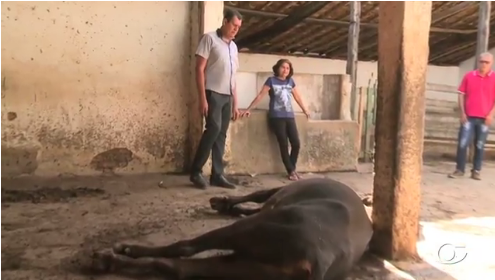 Morte de animais na zona rural de Arapiraca preocupa criadores