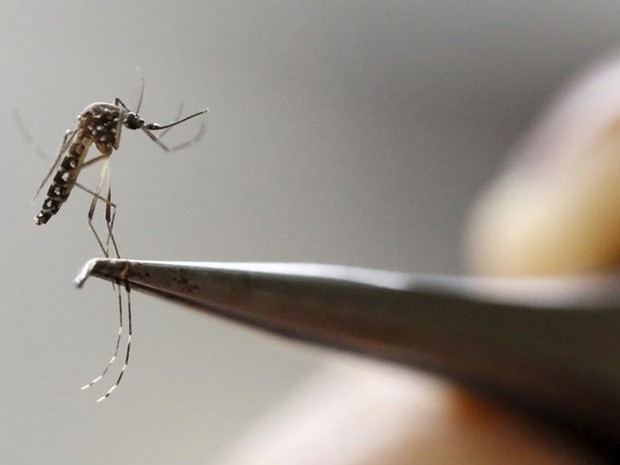 Sobe para 1.281 o número de casos da febre chikugunya no Ceará