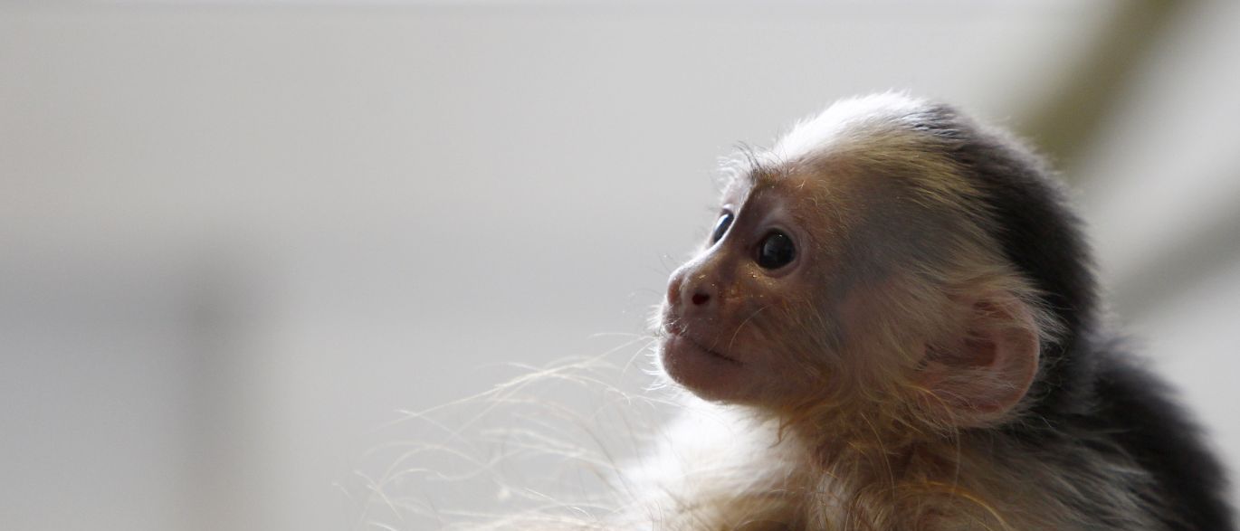 Macacos mortos no Rio não estavam infectados por febre amarela