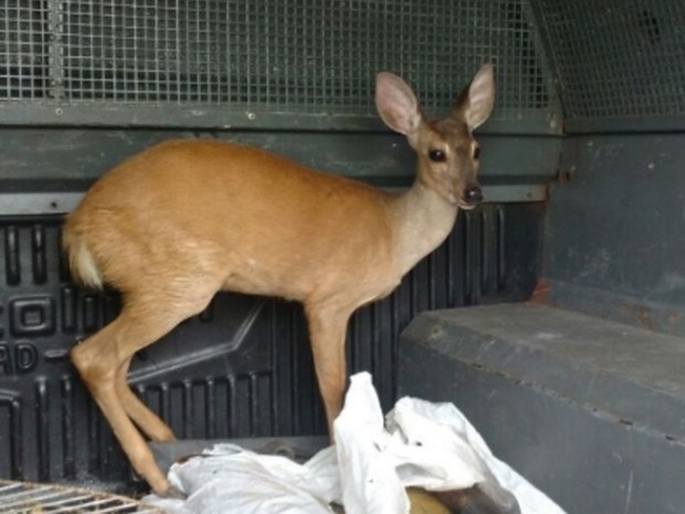 Polícia ambiental resgata 96 animais silvestres presos no interior do Ceará