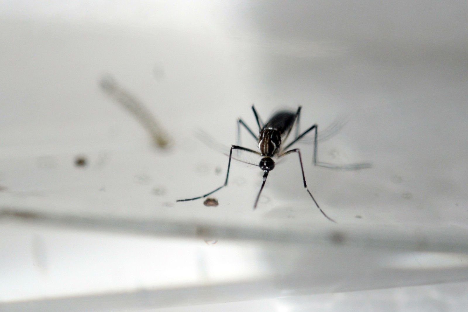 Número de casos de febre chikungunya no Ceará dobra em uma semana