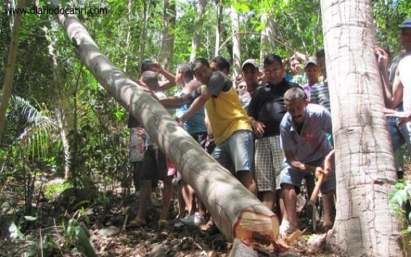 Barbalha – Corte do Pau da Bandeira marca abertura dos festejos de Santo Antônio.