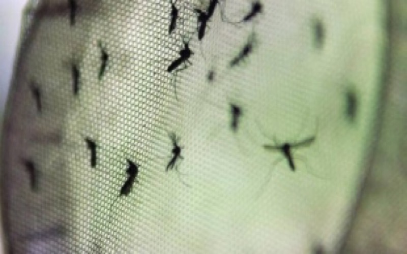 DIZ ESTUDO  Mosquito pode transmitir zika, dengue e chikungunya ao mesmo tempo