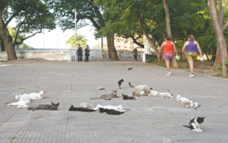 11 mil animais seguem abandonados na Capital