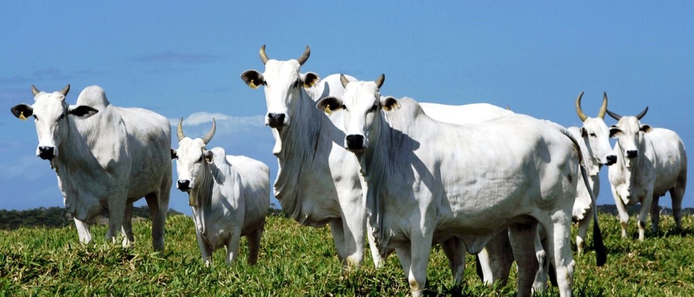 Agropecuária brasileira é uma das que mais cresce, diz estudo