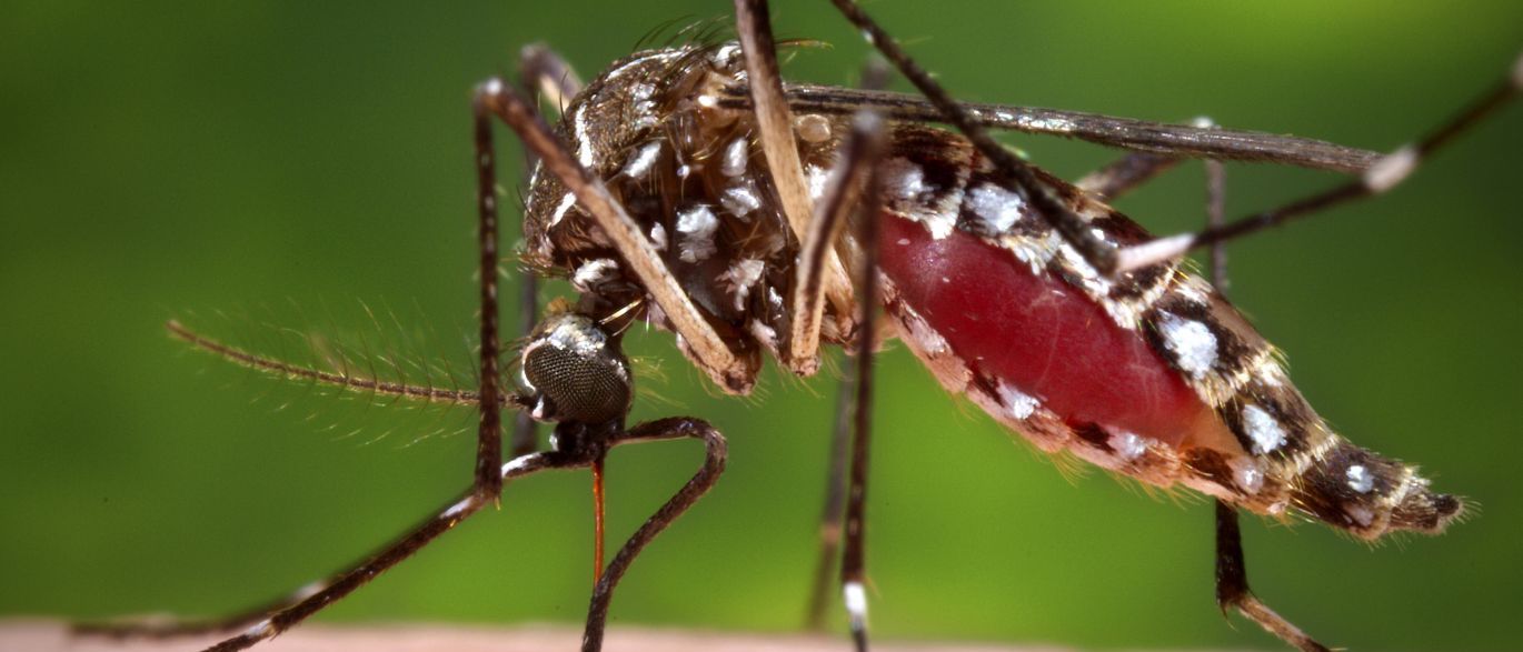 Vírus da febre amarela teve mutação que pode ter provocado surto