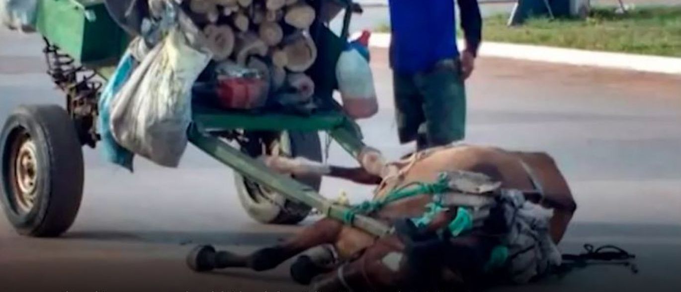 Foto de cavalo ‘desmaiado’ viraliza na web e dono é preso na BA
