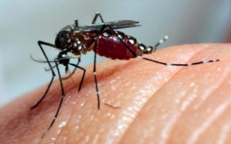 Sobe para 33 o número de mortes por chikungunya no Ceará