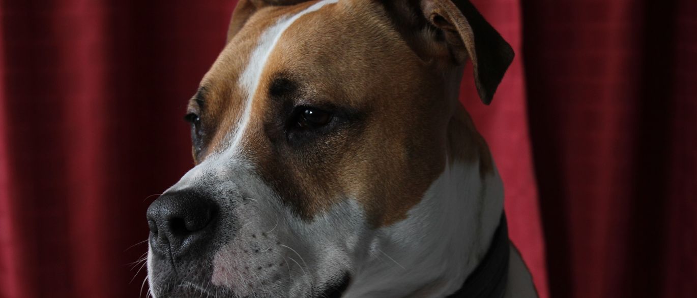 Bebê de 1 ano morre após ataque de pit bull no quintal da avó
