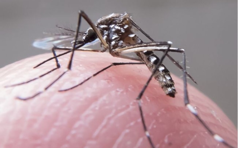 Ceará confirma mais dez mortes por chikungunya em uma semana