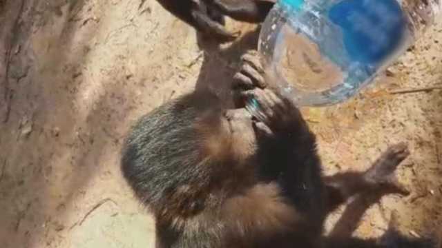 Macacos recebem água de moradores após incêndio em mata de SP