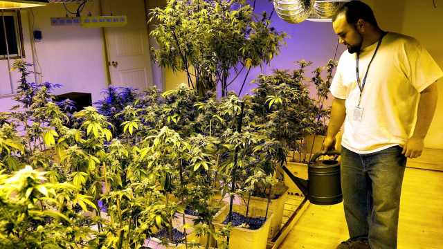 Óleo de maconha vira ‘farmácia clandestina’
