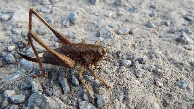 Cidade brasileira vive invasão de milhares de grilos