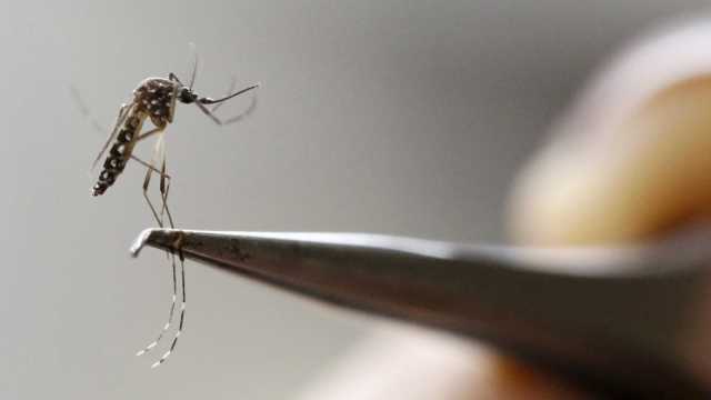Mutação do zika permitiu ao vírus causar microcefalia fetal