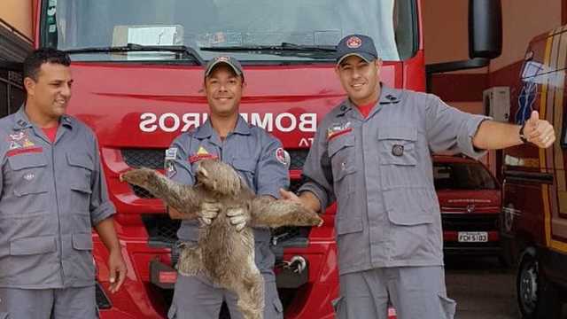 Bicho preguiça é resgatado de cães que queriam atacá-lo