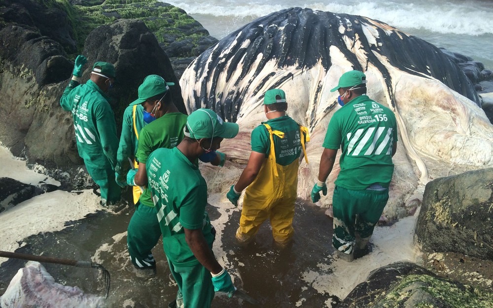 Mar agitado dificulta trabalho de remoção de carcaça de baleia que encalhou em Salvador