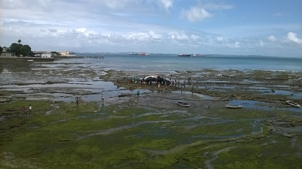 Com maré baixa, populares cercam corpo de baleia encalhada em praia de Salvador; Limpurb inicia remoção