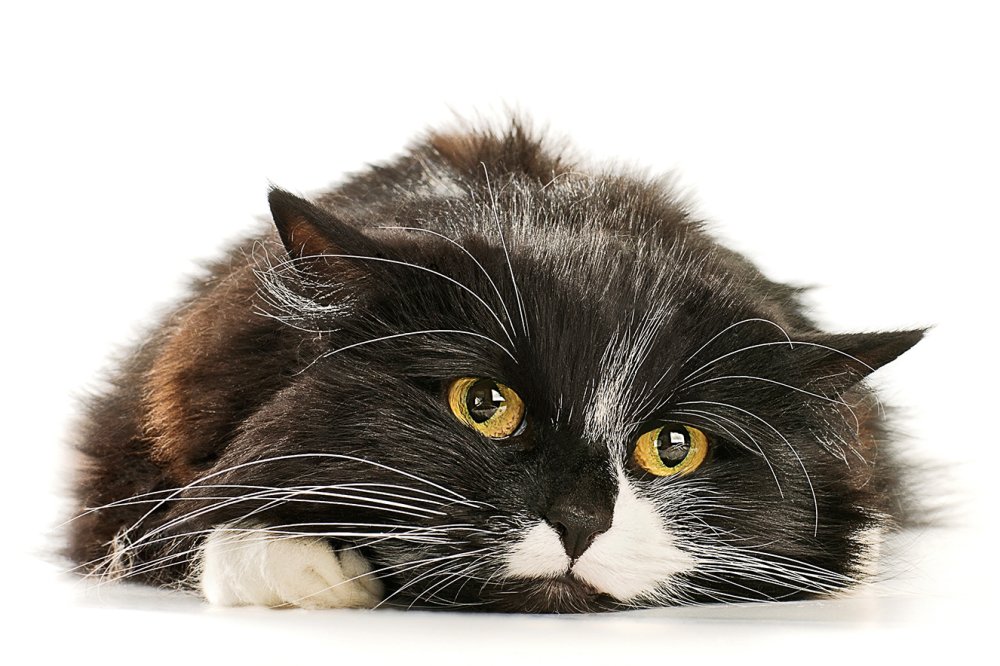 Convivência com gatos na infância reduz risco de asma