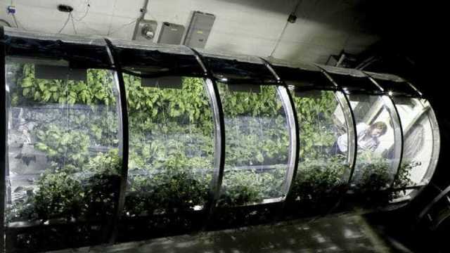 Cientistas criam plantas que possam sobreviver em Marte