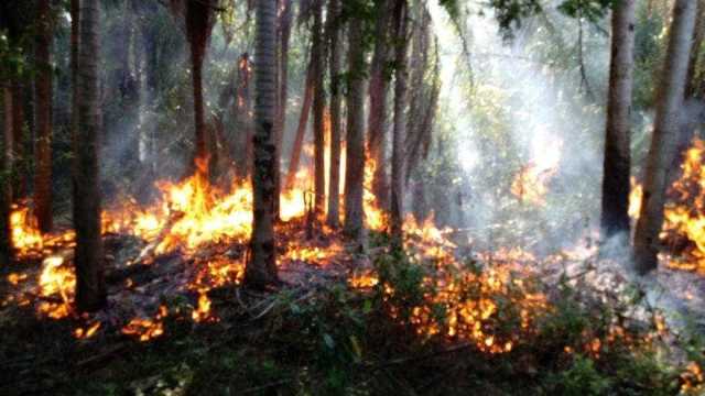 Incêndio destruiu 18 mil hectares de parque estadual em MS