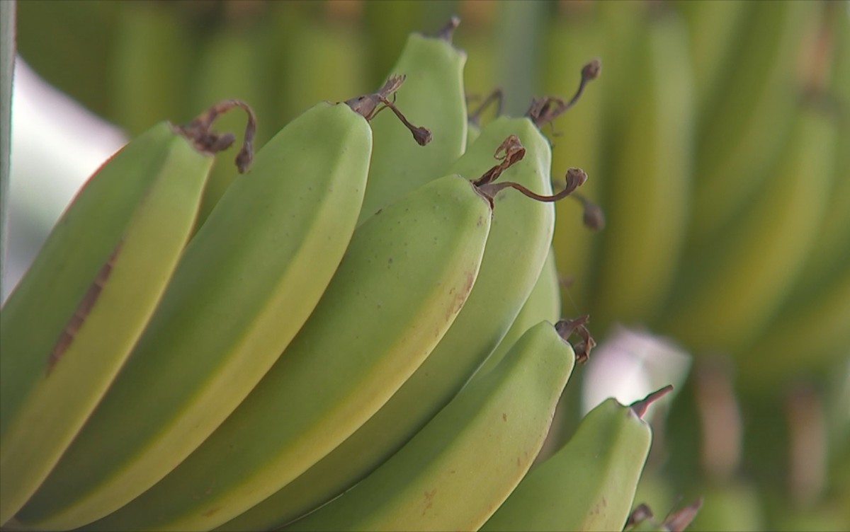 Preço da banana prata varia 216,6% em supermercados de João Pessoa, diz Procon-PB