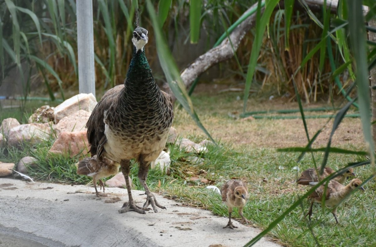 Filhotes de pavão indiano e arara vermelha nascem no zoológico de Fortaleza