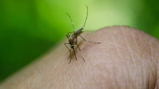 Número mortos por febre amarela em Minas Gerais sobe para 11