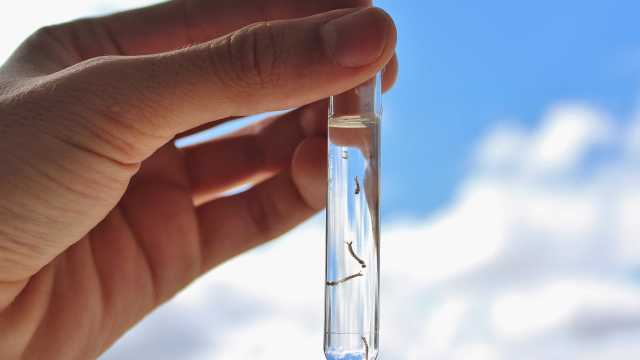 Casos de febre amarela quadruplicam em uma semana no Brasil