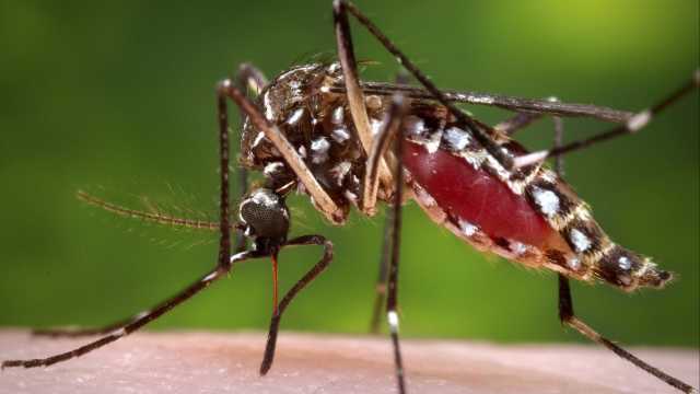 Mortes causadas pela febre amarela sobem para 36 em SP