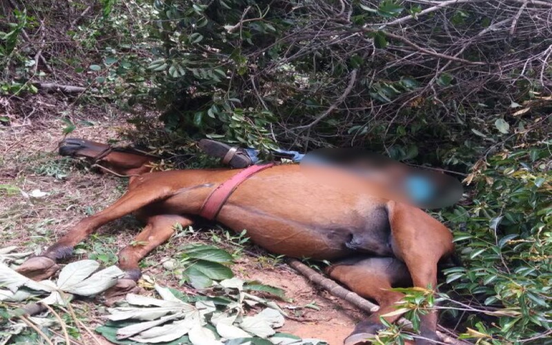 Tragédia: Deficiente visual morre com seu cavalo após descarga elétrica em Crato-CE