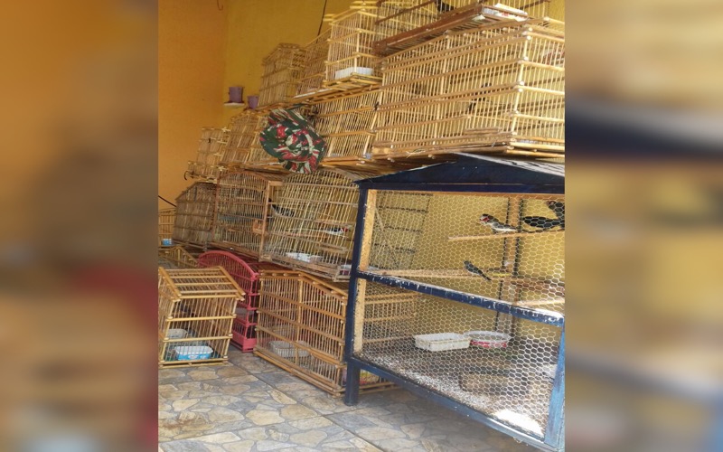 Polícia Militar Ambiental prende acusado de crime ambiental com 30 aves em cativeiro na cidade de Barbalha-CE
