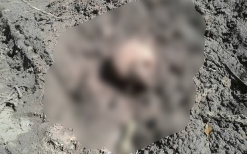 Crânio humano e ossos são encontrados no sítio Caiçara em Crato-CE