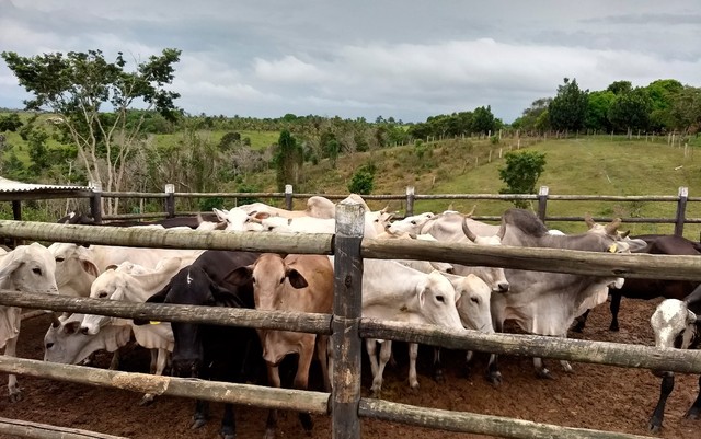 Sete são detidos suspeitos de integrar quadrilha de roubo de gado de raça; grupo chegou a faturar R$ 400 mil