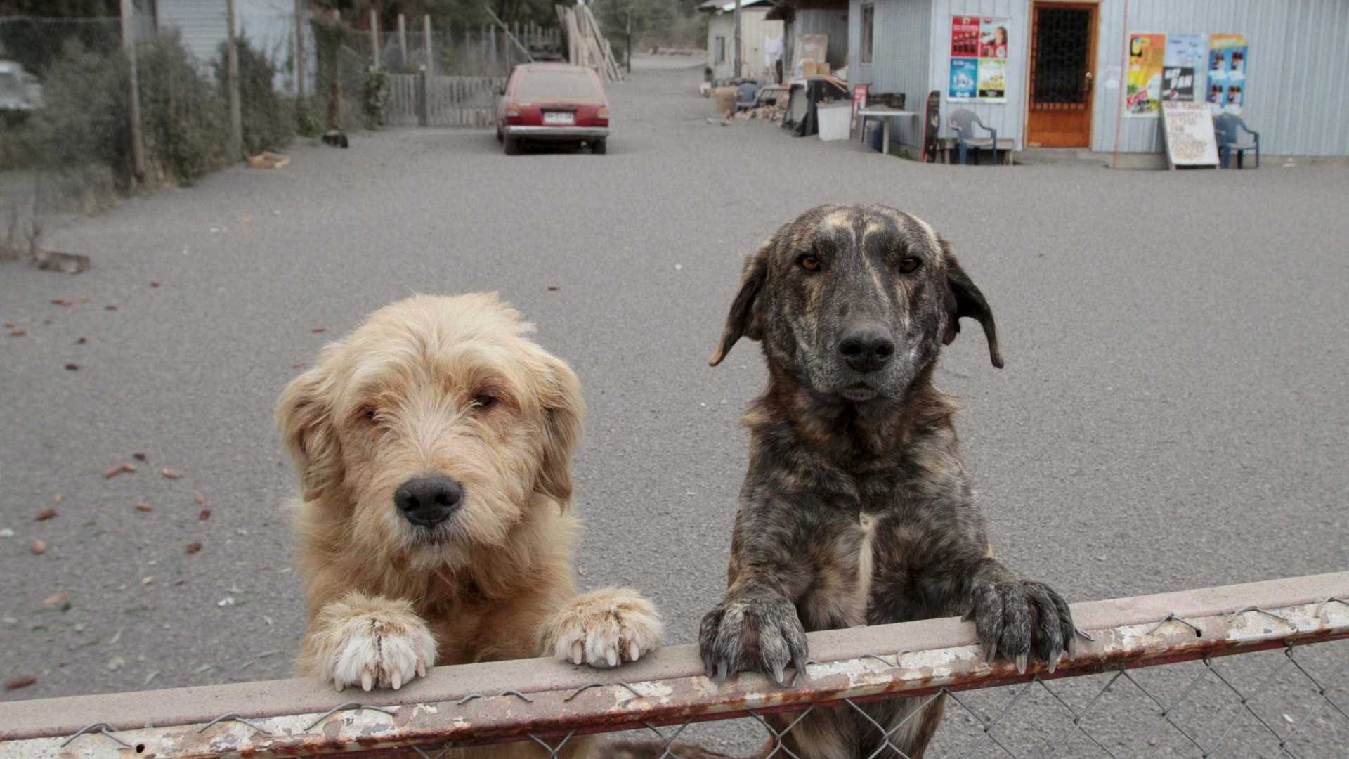 Equipes acham cães até em armário e resgatam 113 de canil em SP