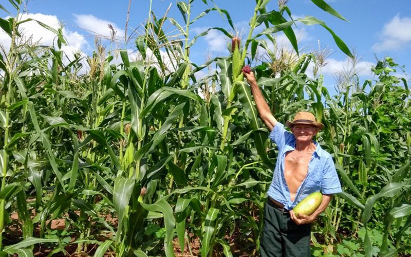 Com inverno satisfatório Várzea Alegre terá boa produção de grãos