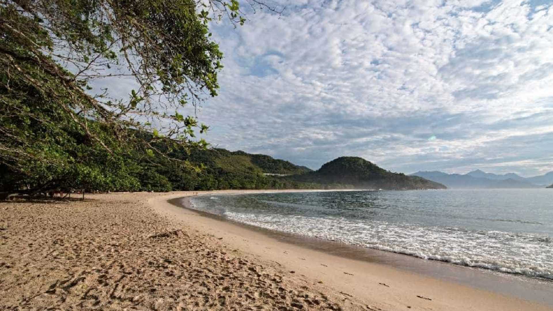 Febre amarela: Litoral norte de SP tem primeiras mortes de macacos