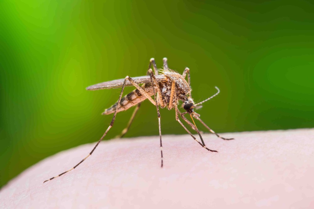 Levantamento aponta que infestação do mosquito da dengue subiu de 1,8% para 2,7% em Salvador