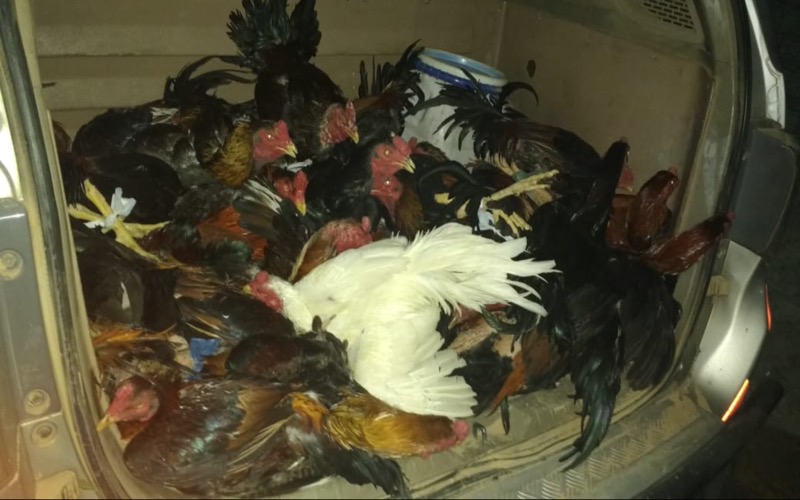 Exclusivo: Polícia ambiental fecha local que funcionava briga de galo, prende acusado e apreende 42 aves em Juazeiro do Norte-CE