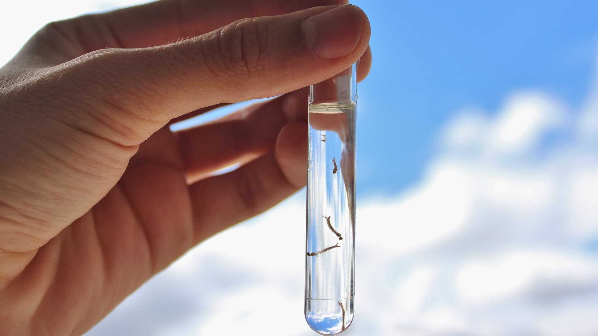 Estudo revela que 73% dos laboratórios erram diagnóstico do zika