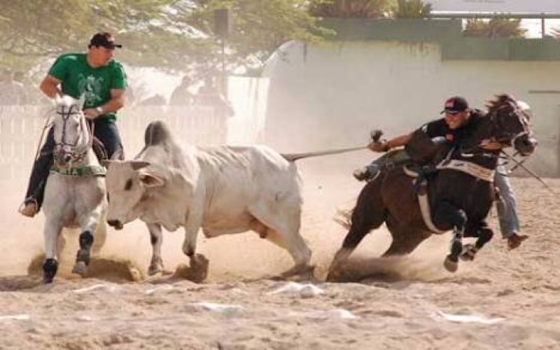 XX grande vaquejada se aproxima em Mauriti-CE; veja programação completa dos shows:
