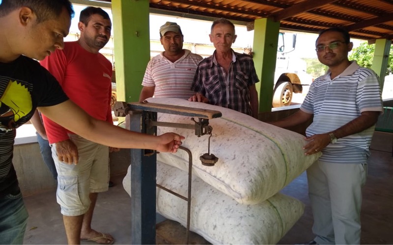 Produtores de algodão lucram com a venda de oito toneladas de pluma em Várzea Alegre