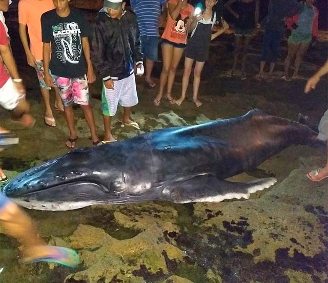 Filhote de baleia jubarte morre após encalhar em praia no extremo sul da Bahia