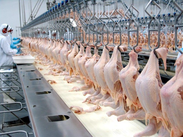 Feira de Santana recebe 1º Simpósio Baiano de Avicultura em agosto; inscrições estão abertas