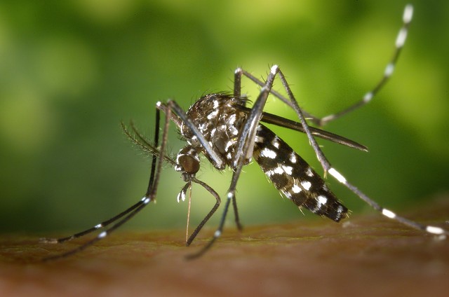 Pernambuco confirma primeira morte por dengue em 2018