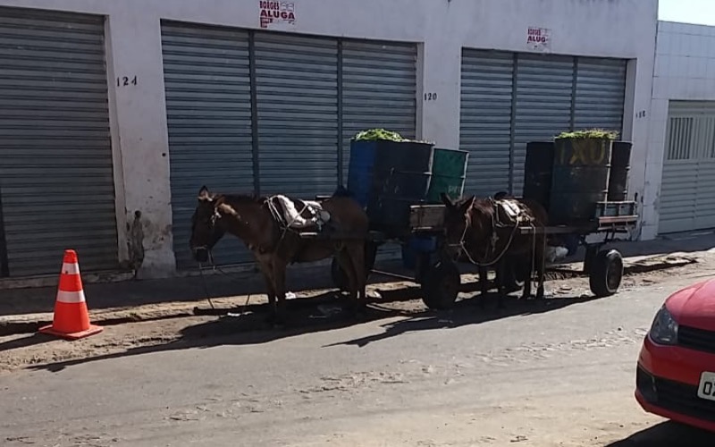 Leitor flagra animais sem água, comida e com  sobrecarga de peso em Juazeiro do Norte-CE