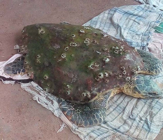 Espécie de tartaruga ameaçada de extinção é resgatada em praia e morre no sul da Bahia